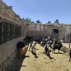 owlakli geci