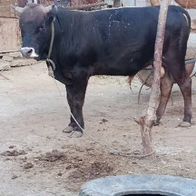 bakylan öküz