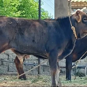 şiwet okuz