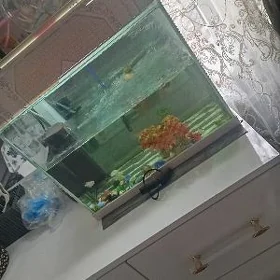 akvaryum