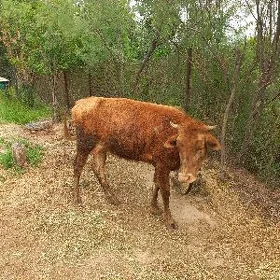 goleli sygyr