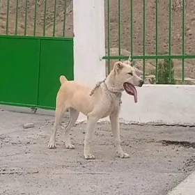 alawaŷ