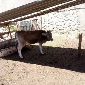 öküzje