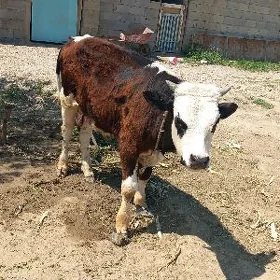 okuzce