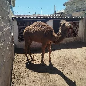 Ogşyk