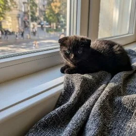 шатланские котята