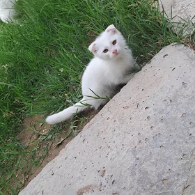 шотландский котёнок