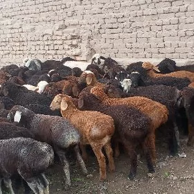 GOYNLAR