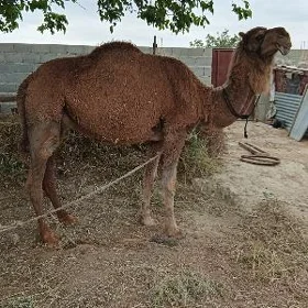 köşekli düýe