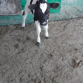 satlyk okuzce
