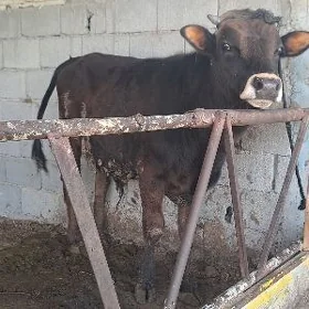 ökiz