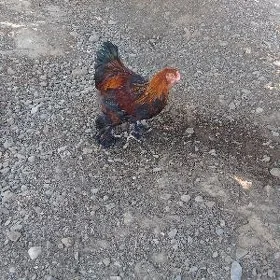 towuk juyje