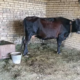 Bakylan sygyr