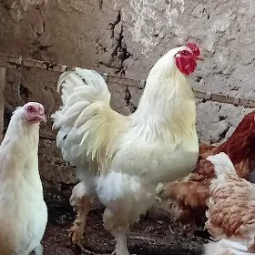 GIGANT BRAMA HORAZ