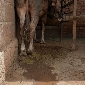 öküz