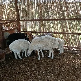 Semiz goÿunlar