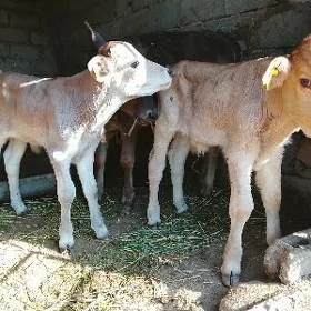 okuz tuwe