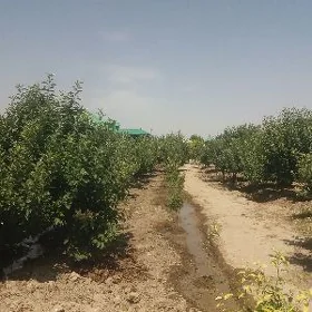 mellek