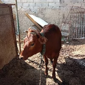 satılık gole