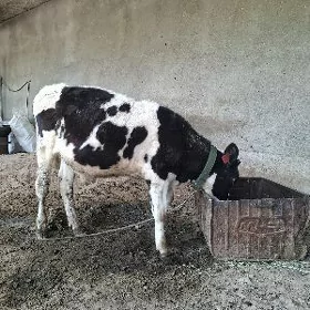 галшдейин окуз