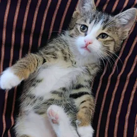 котёнок