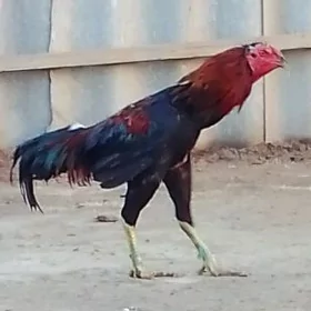 boysow horaz