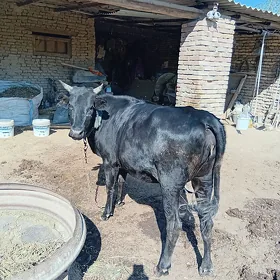 Bakylan Gulajyn