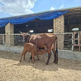 göleli sygyr
