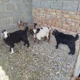 owlak jebiş çykan