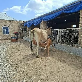 göleli sygyr