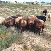 bereler işek