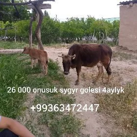 goleli sygyr