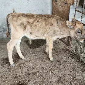 göle oküzce