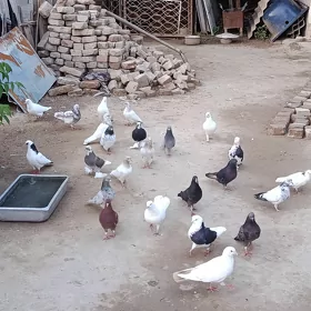 kepderi