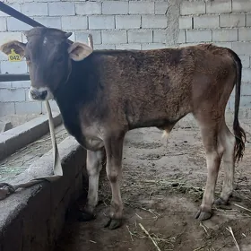 öküz
