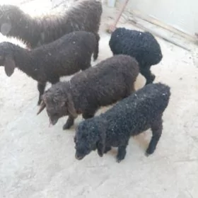 guzylar