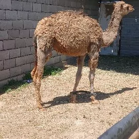 ogsuk