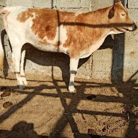 Tüwe