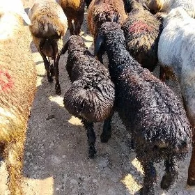 GISAR GUZLY GOYUN