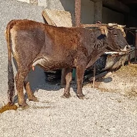 şwes tohum göleli sygyr