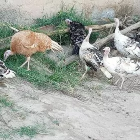 matka undiklar