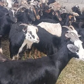 dog erkec