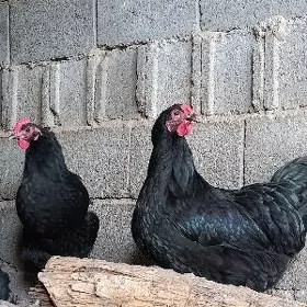 Gigant towugyn yumurtgasy