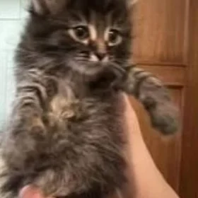 котята
