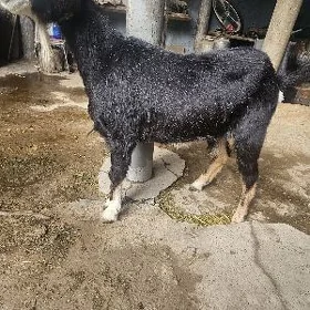 geci