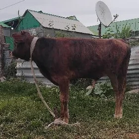 ŠWES OKUZ TUWE