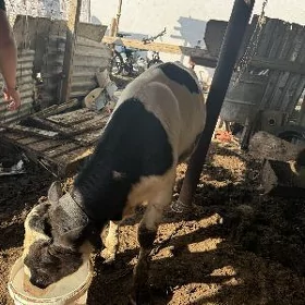 öküz