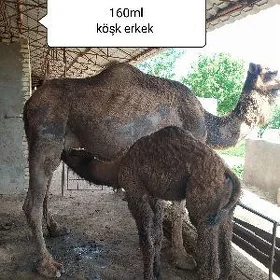 Köşekli düyeler