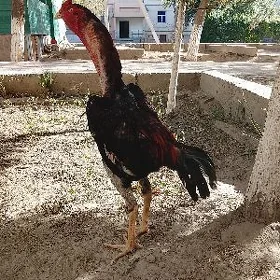 Horaz