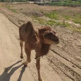 Ýetim köşek